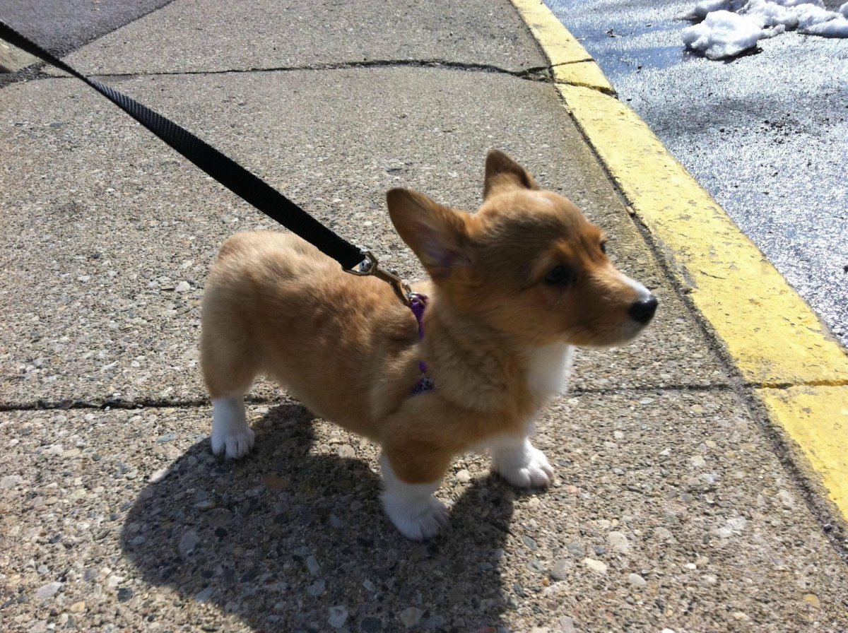 Бигль терьер гладкошерстный