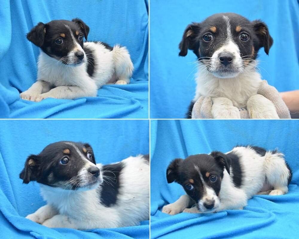 Набор породы собак