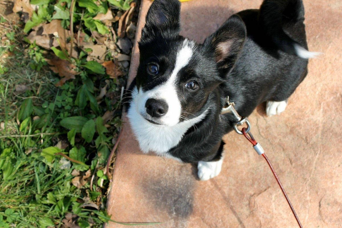 Корги и Джек Рассел терьер