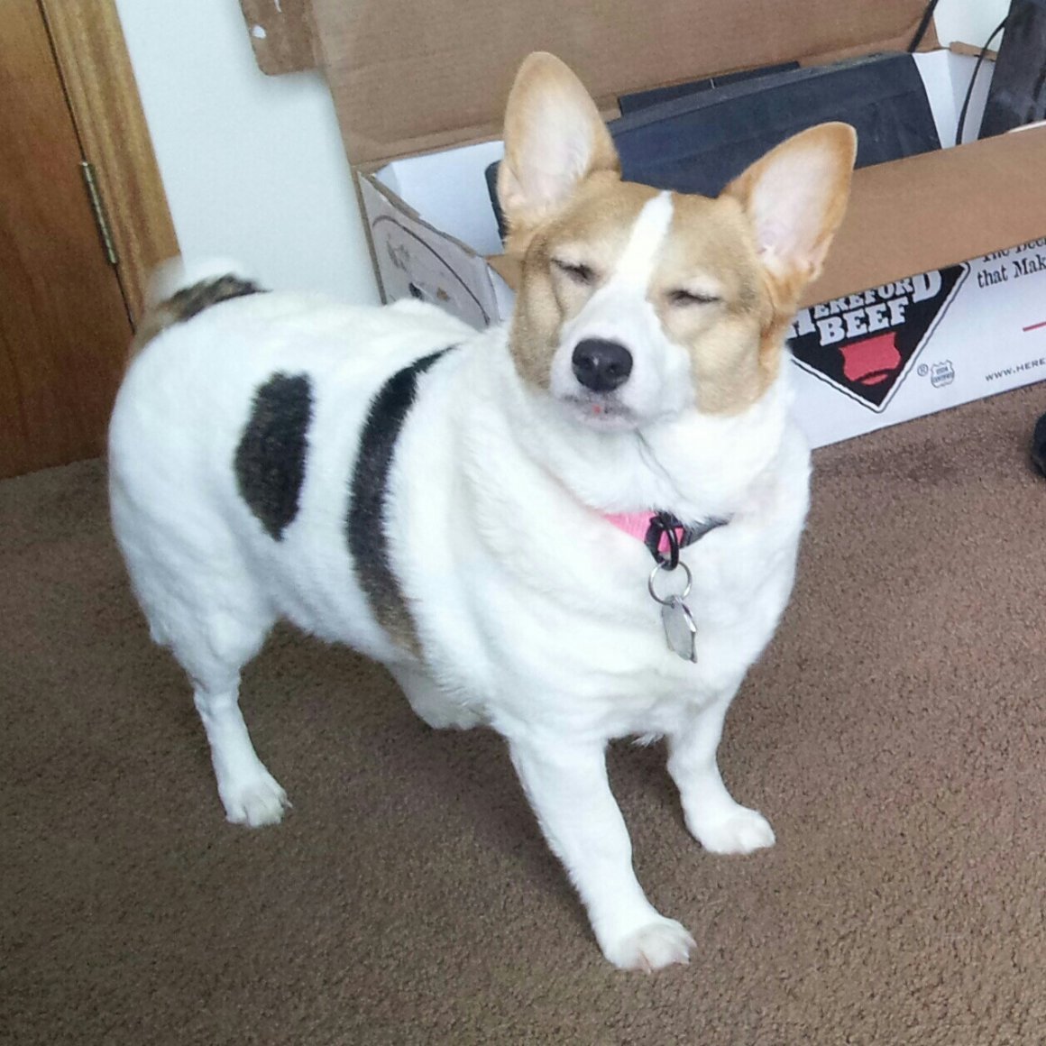 Басенджи и Джек Рассел