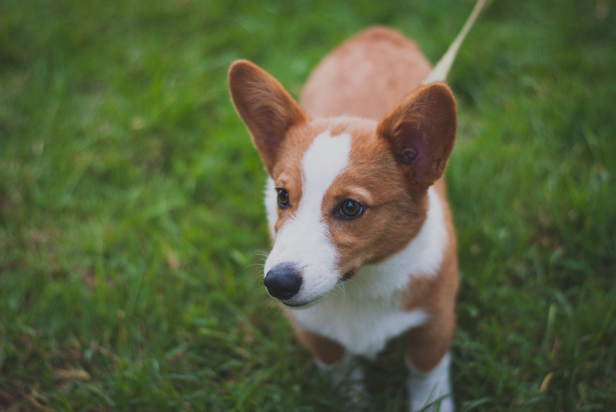Вельш корги терьер