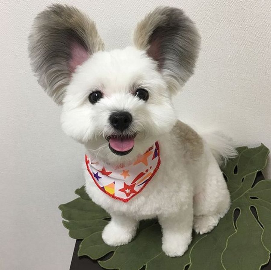 Необычные собачки