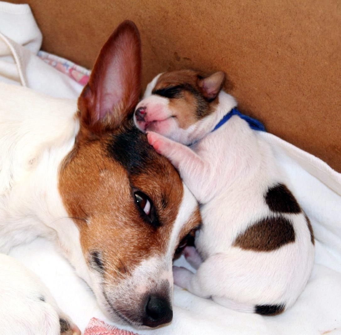 Смесь корги и Джек Рассела