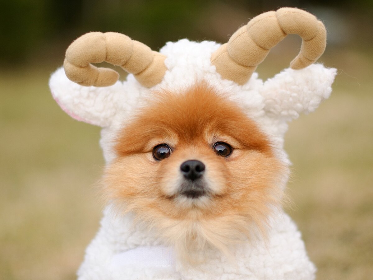 Порода Микки