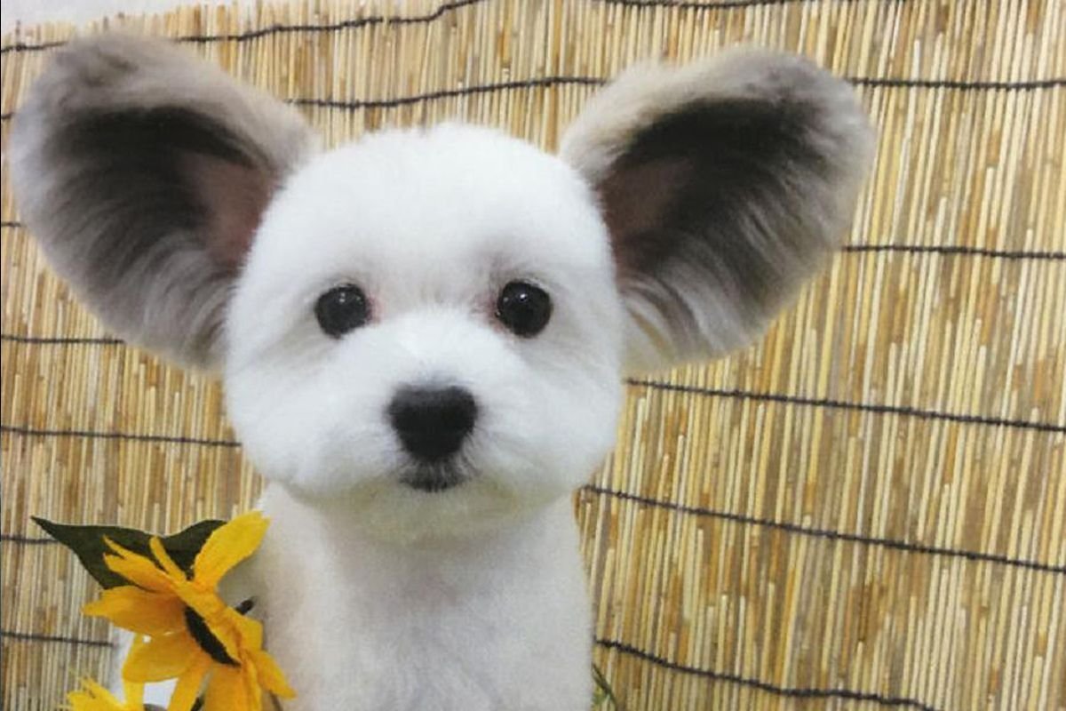 Той терьер длинношерстный