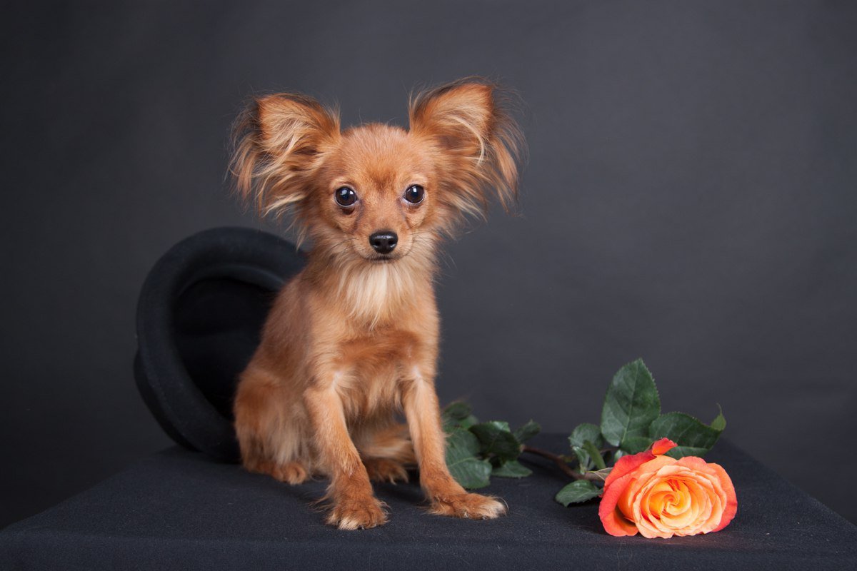 Королевский чихуахуа