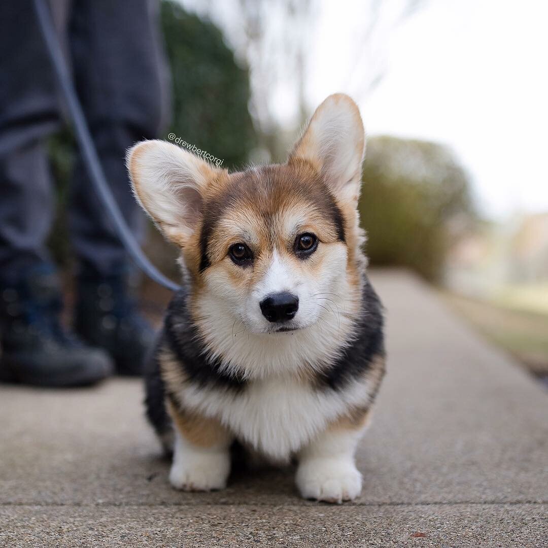 Собачка с большими ушками