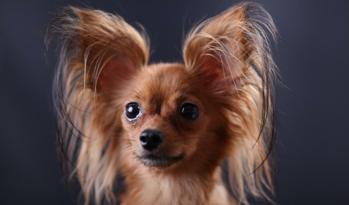 Русский той терьер длинношерстный