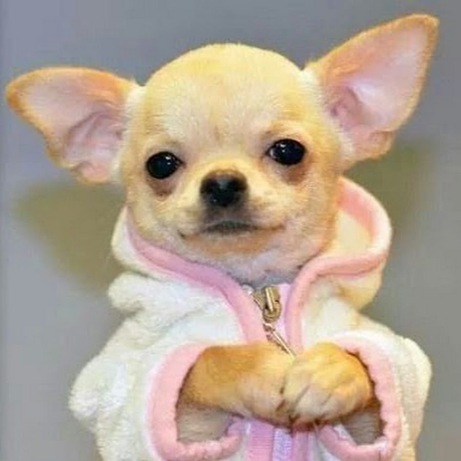 Экстра мини щенка чихуахуа