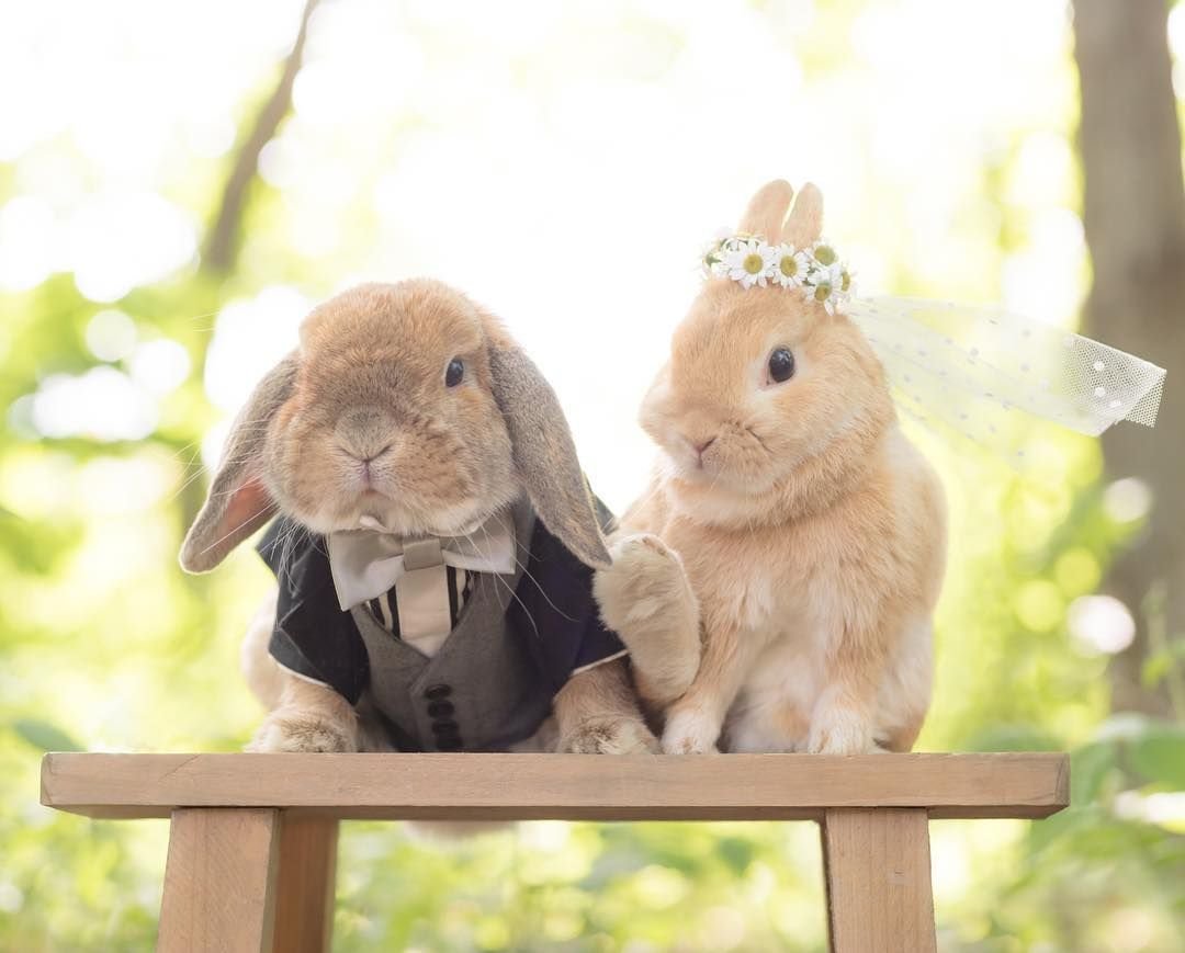 Много кроликов