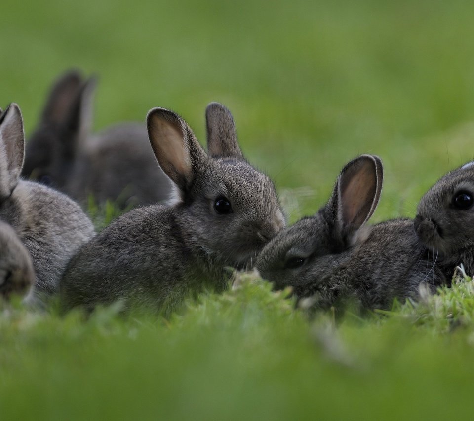 Карликовый кролик альбинос