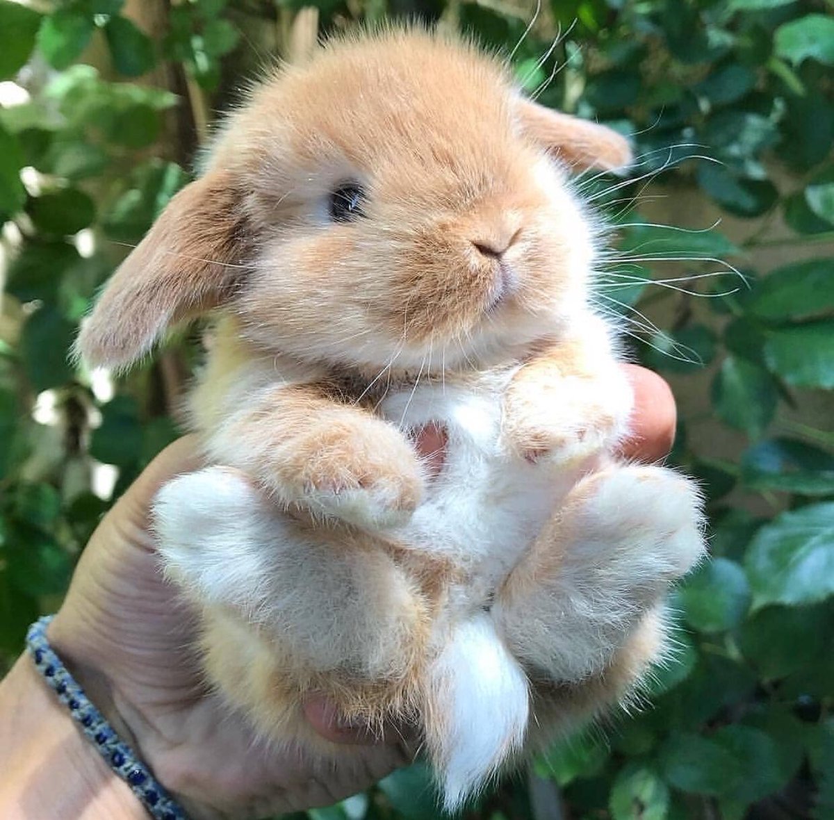 Mini lop кролик
