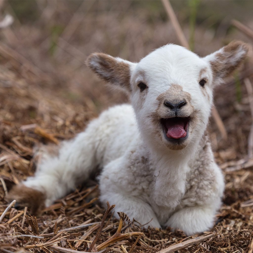 Ягненок улыбается