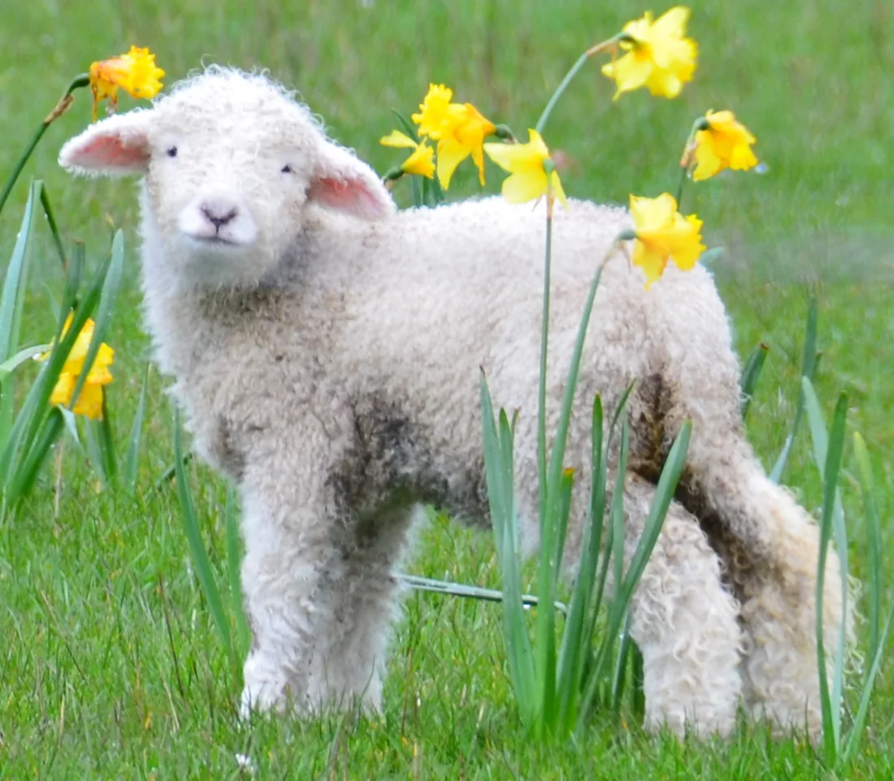 Карликовая Овечка