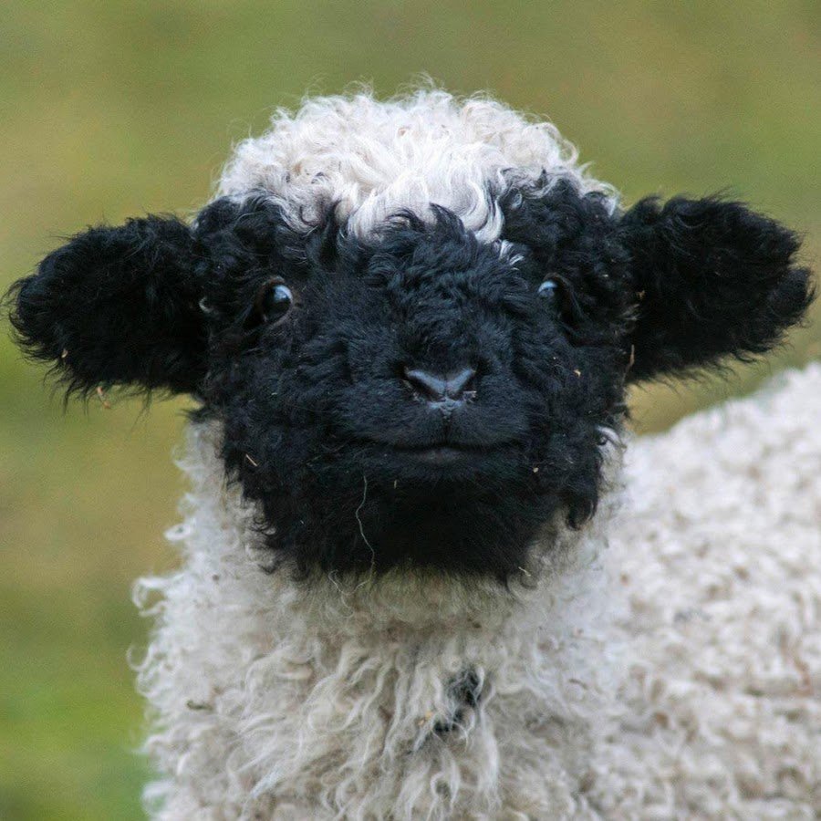 День овцы 11 сентября