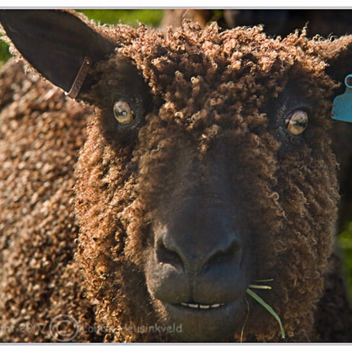 Коричневый баран