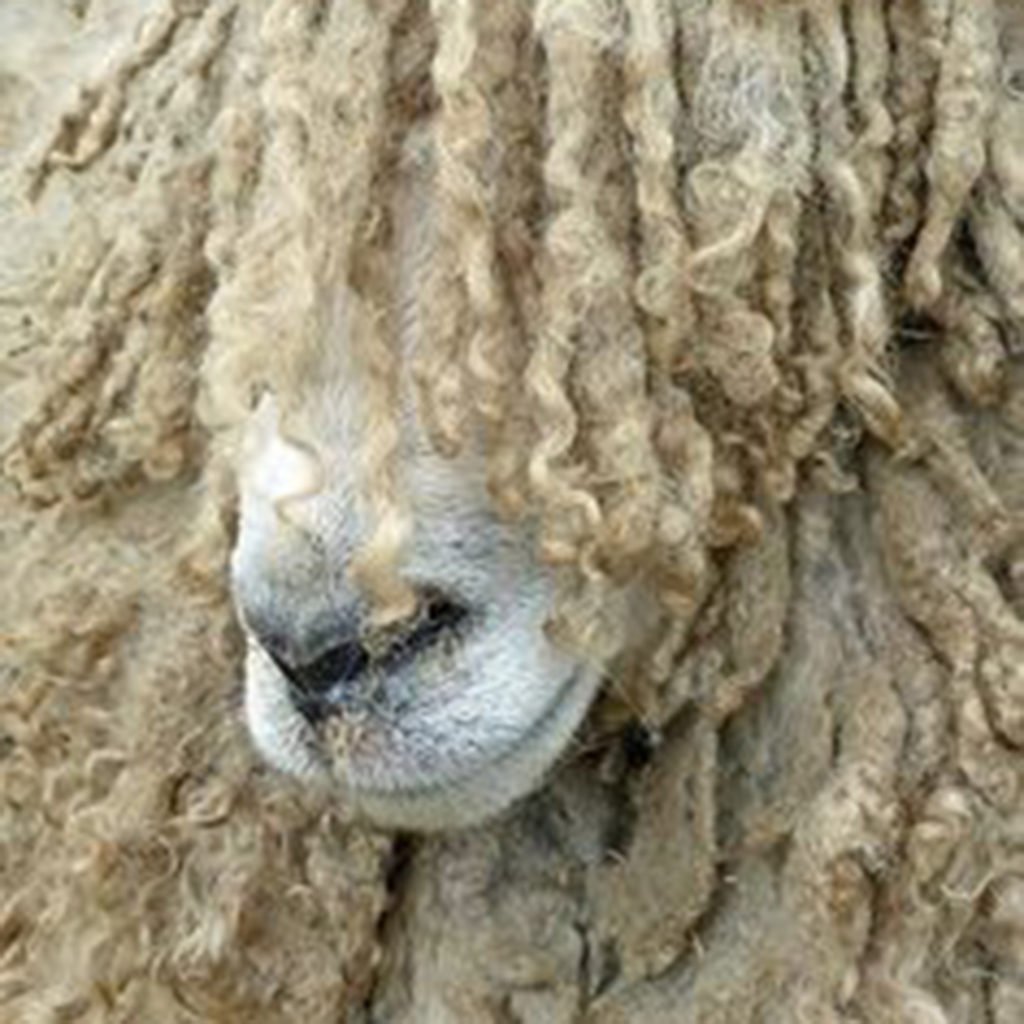 Кудрявый барашек