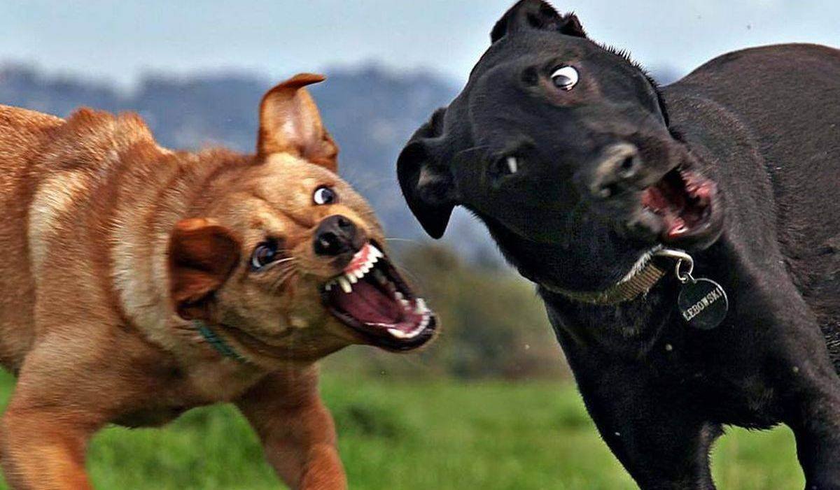 Стаффордширский бультерьер оскал