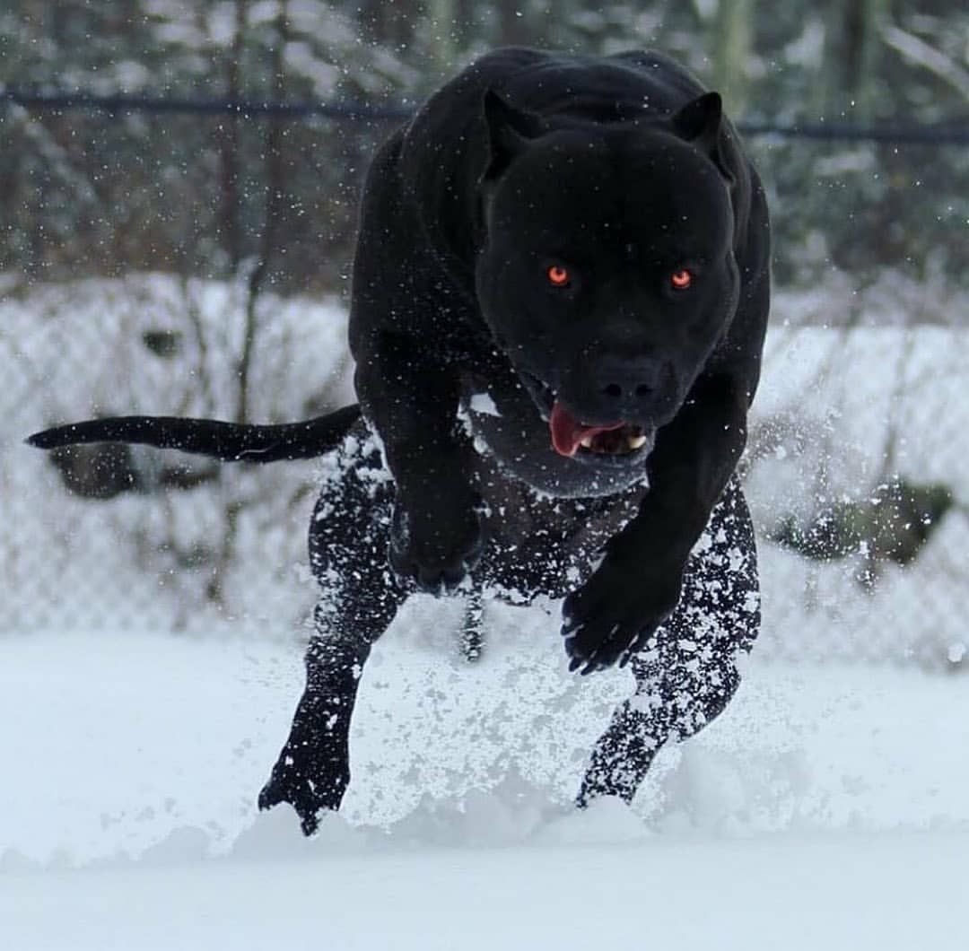 Доберман 21 Savage