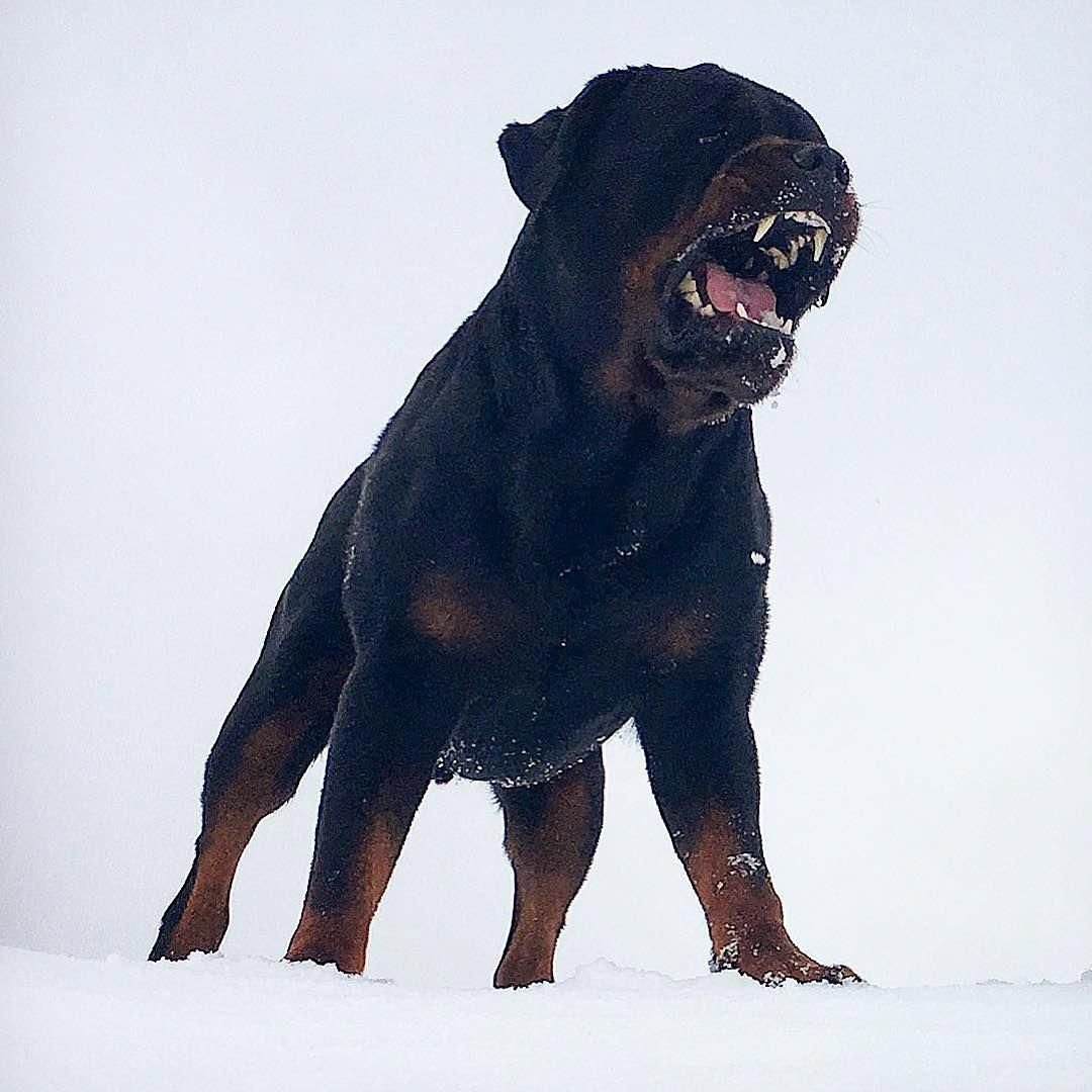 Порода бультерьер