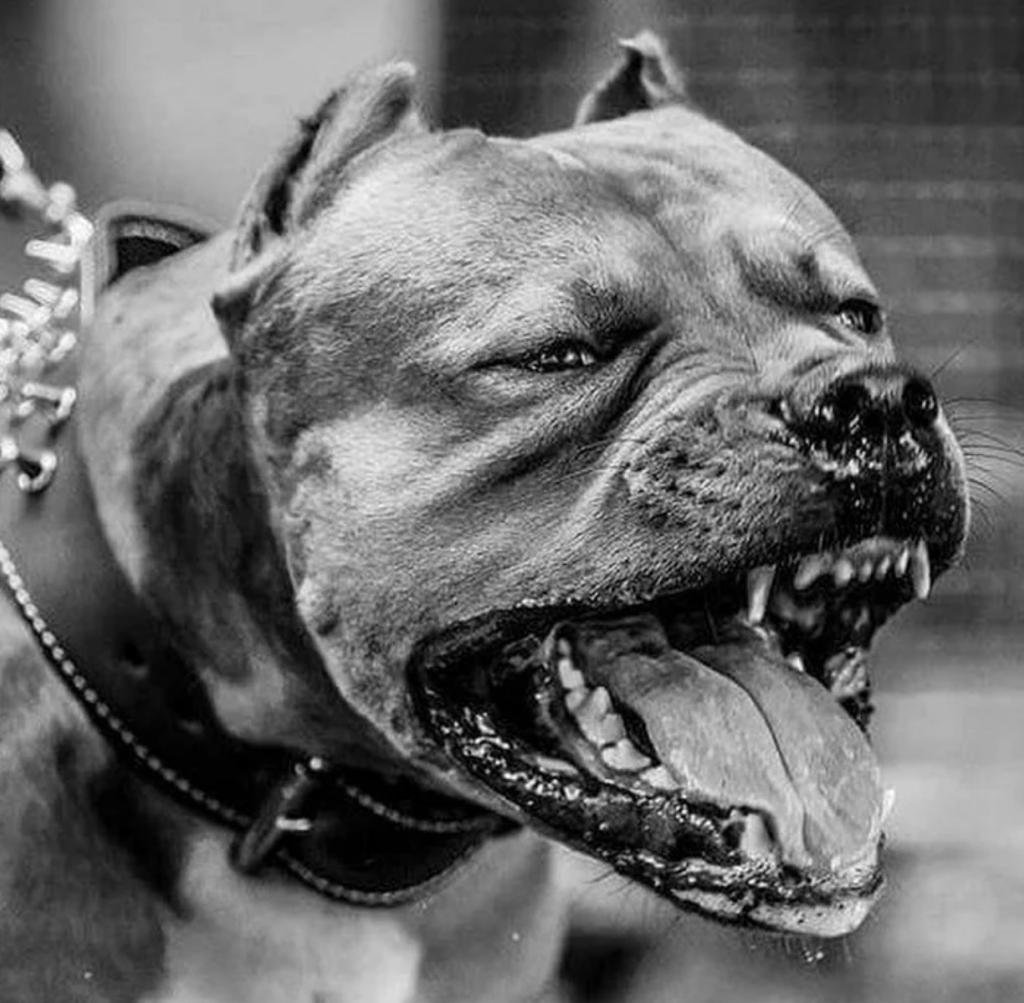 Кубинский питбультерьер