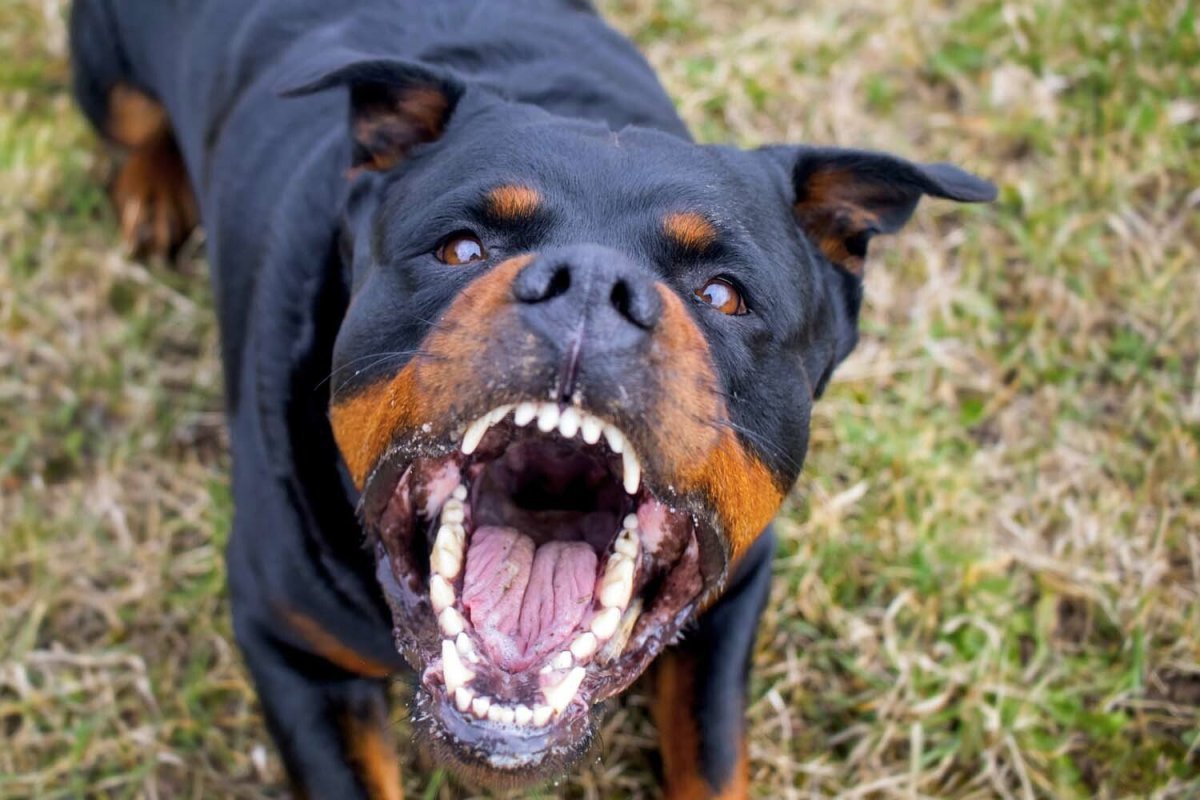 Доберман пинчер злой скалится