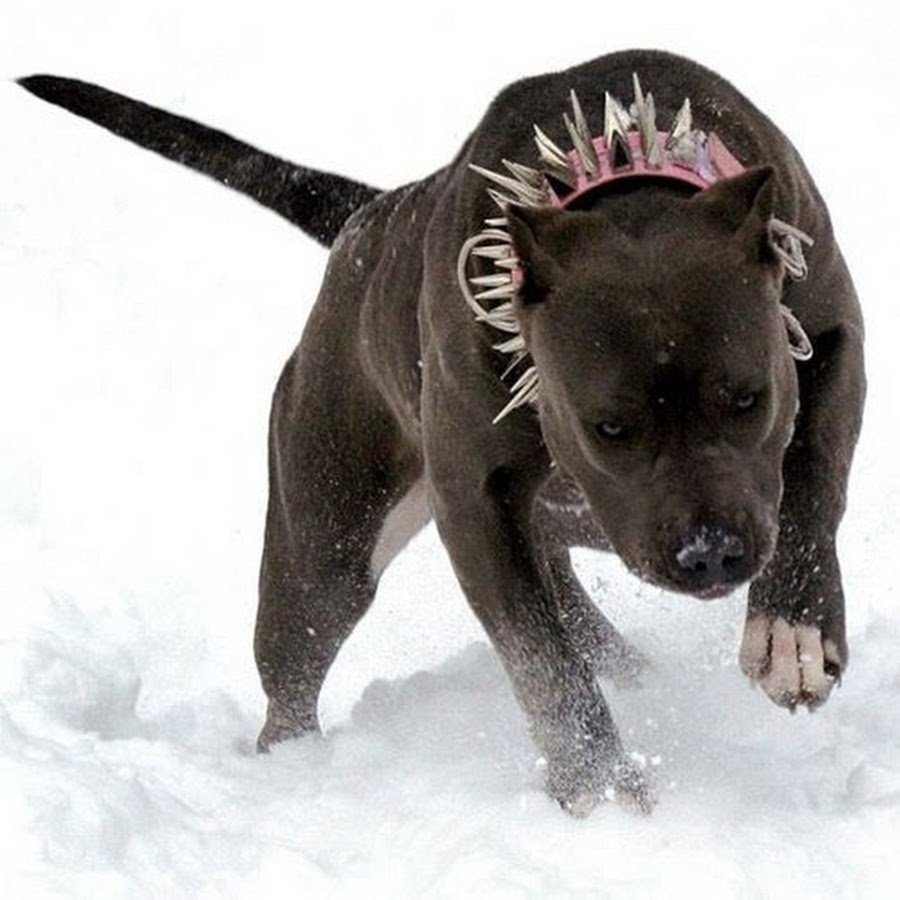 Самые страшные собаки убийцы