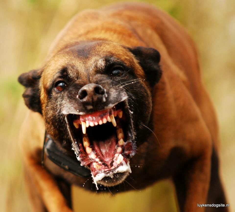 Американский стаффордширский терьер оскал