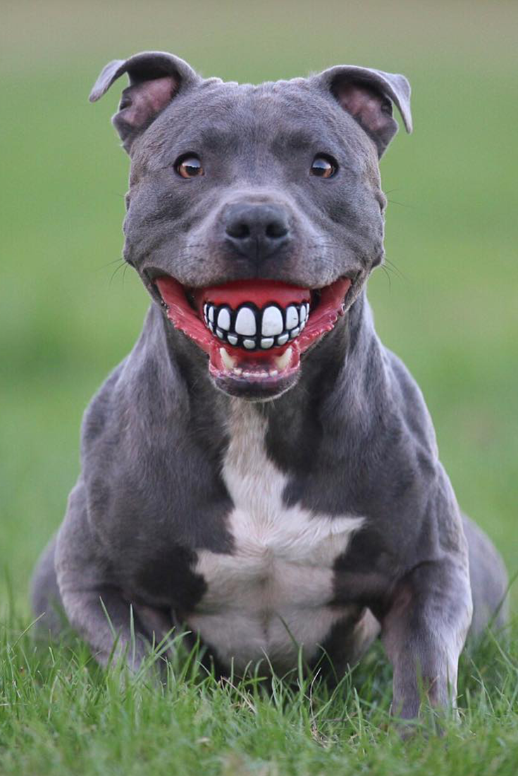 Ротвейлер оскал