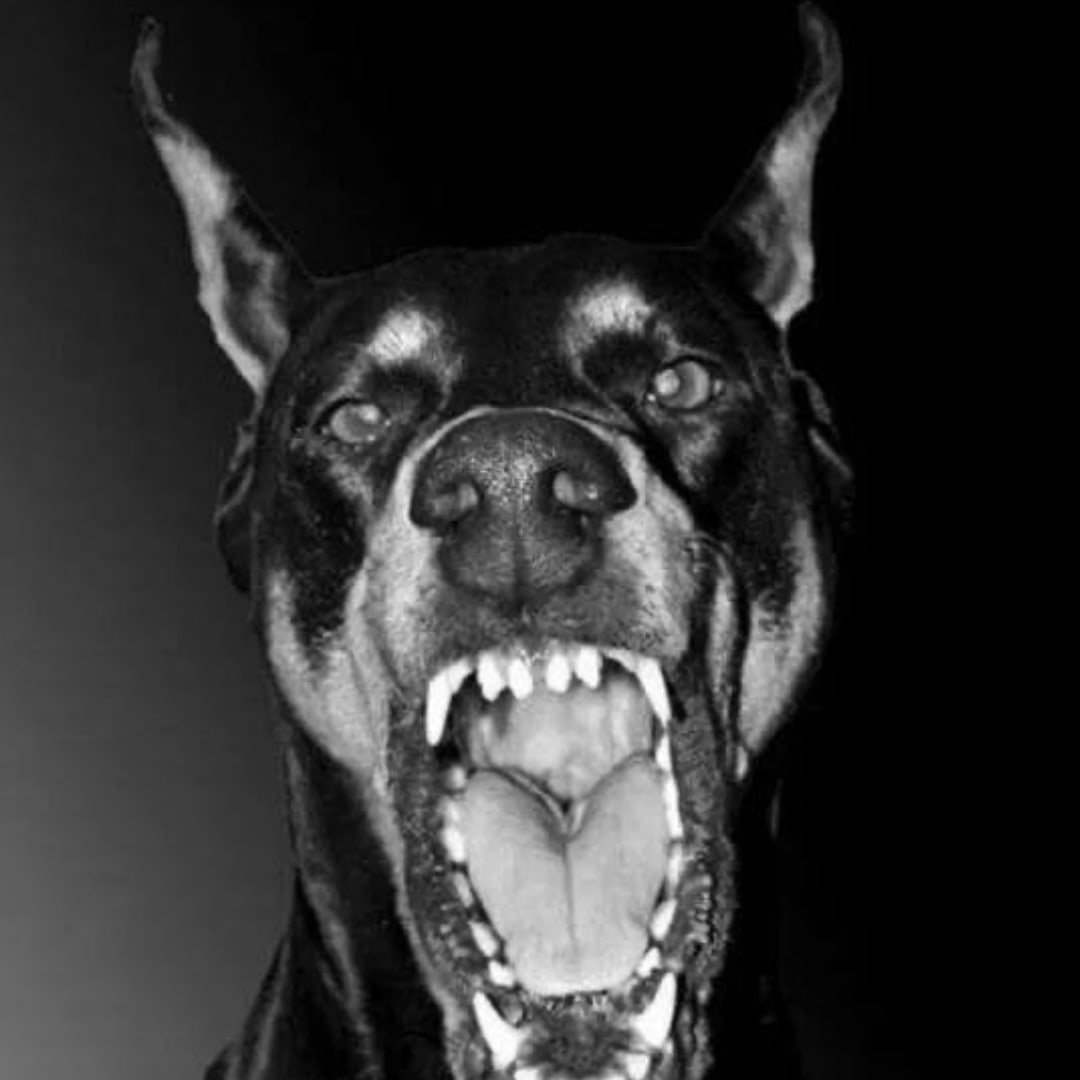 Овчарка скалится