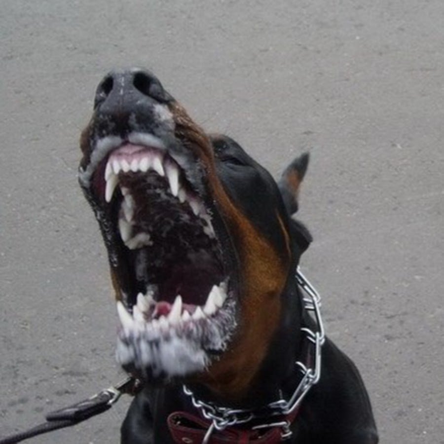 Ротвейлер Бьюдель