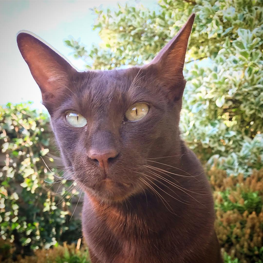 Порода кошек Гавана Браун