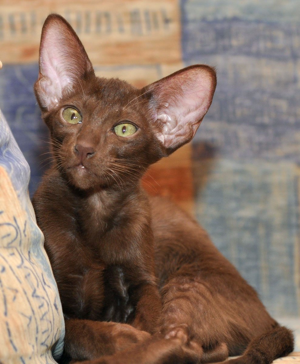 Ориентал кошка шоколадная