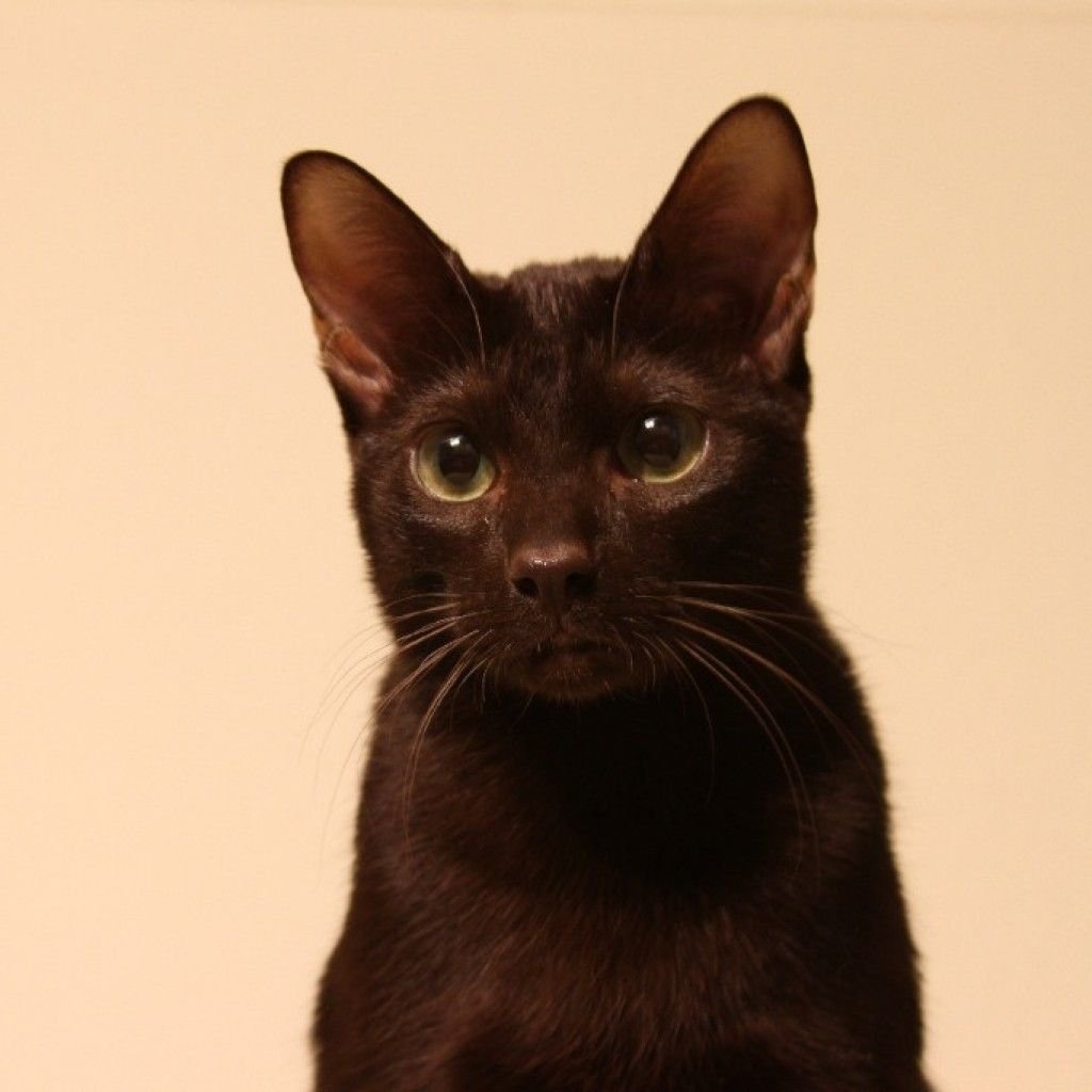 Порода кошек Гавана Браун