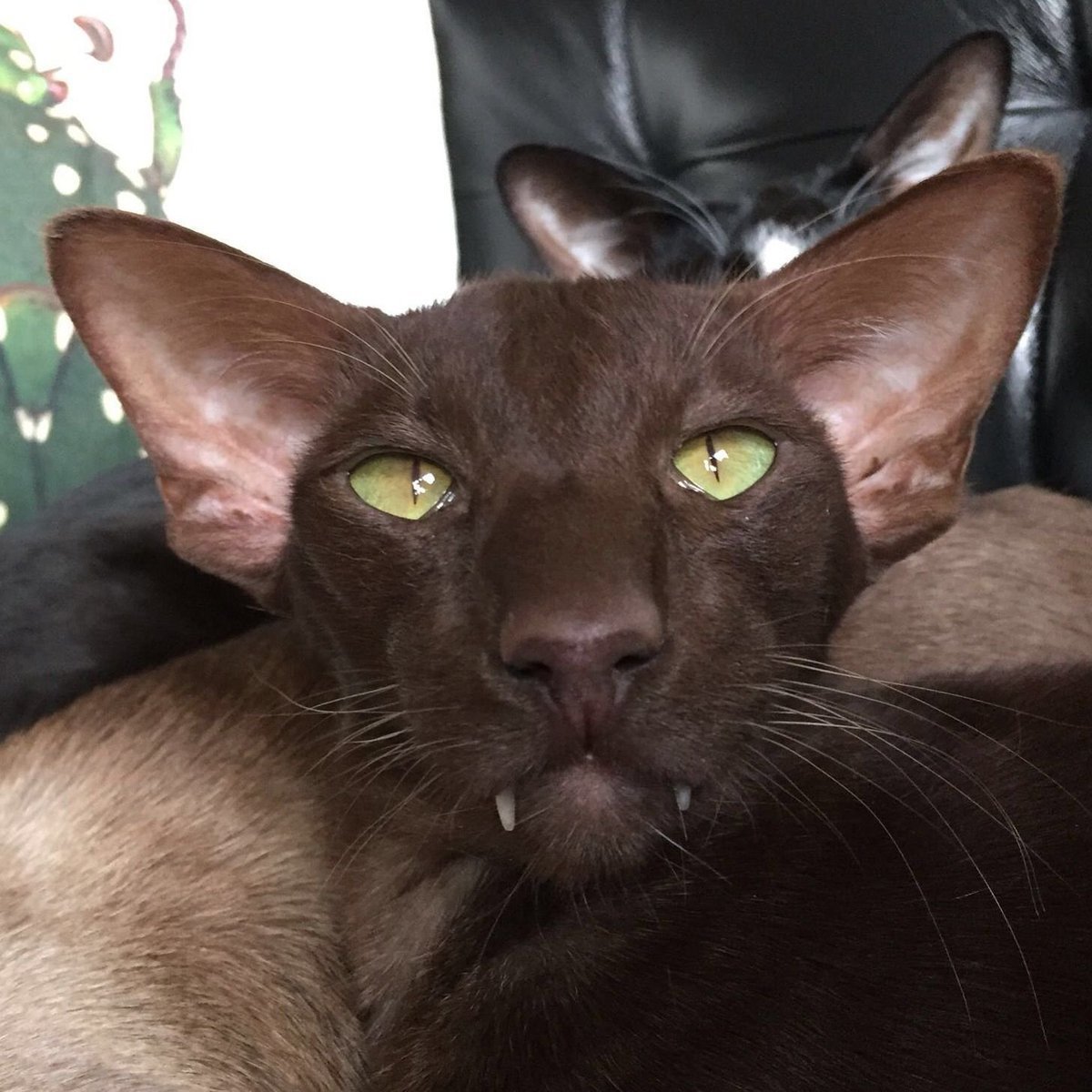 Ориентальная Гавана