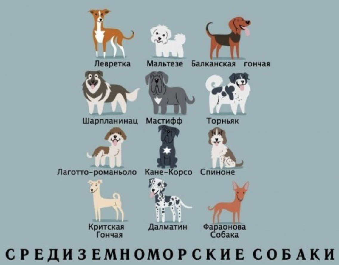 Породы собак в таблице