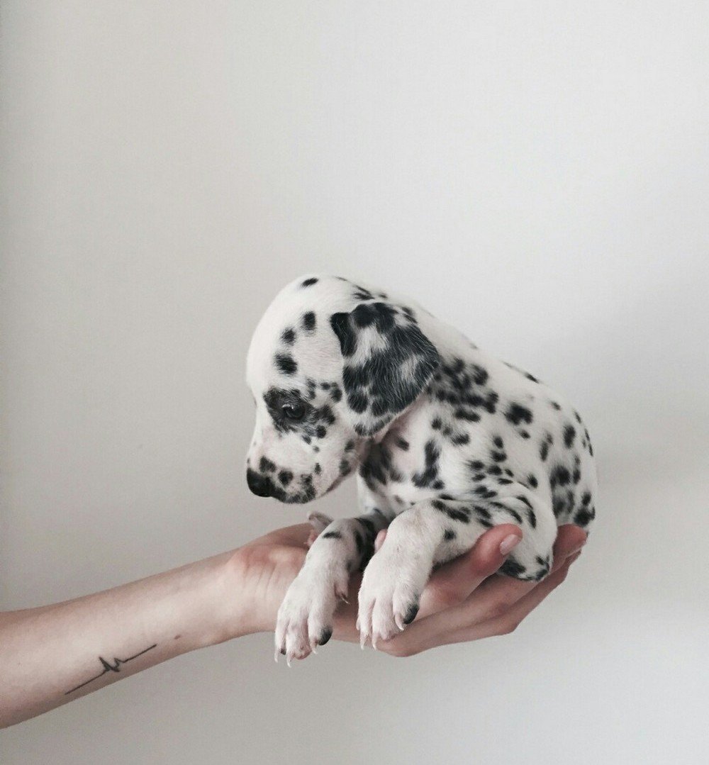 Вельш корги терьер гладкошерстный