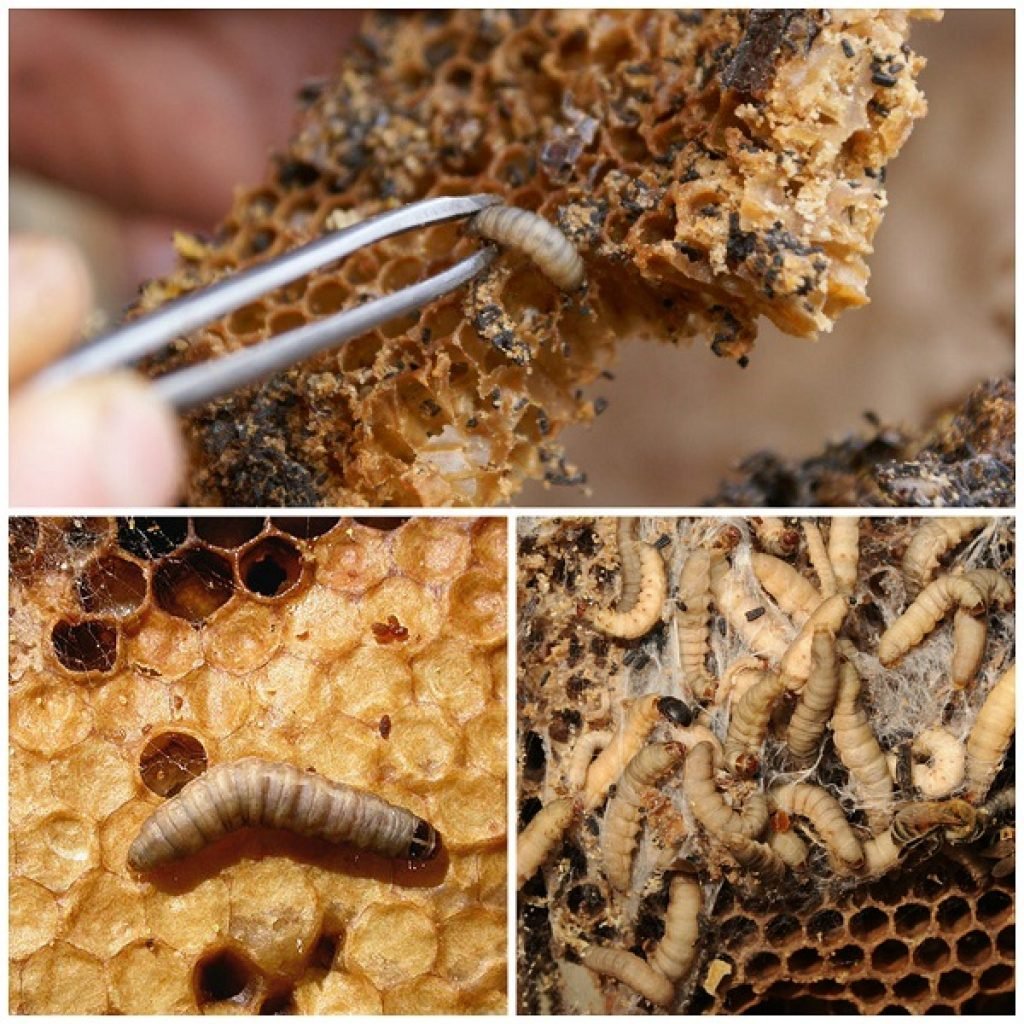 Личинка моли платяной