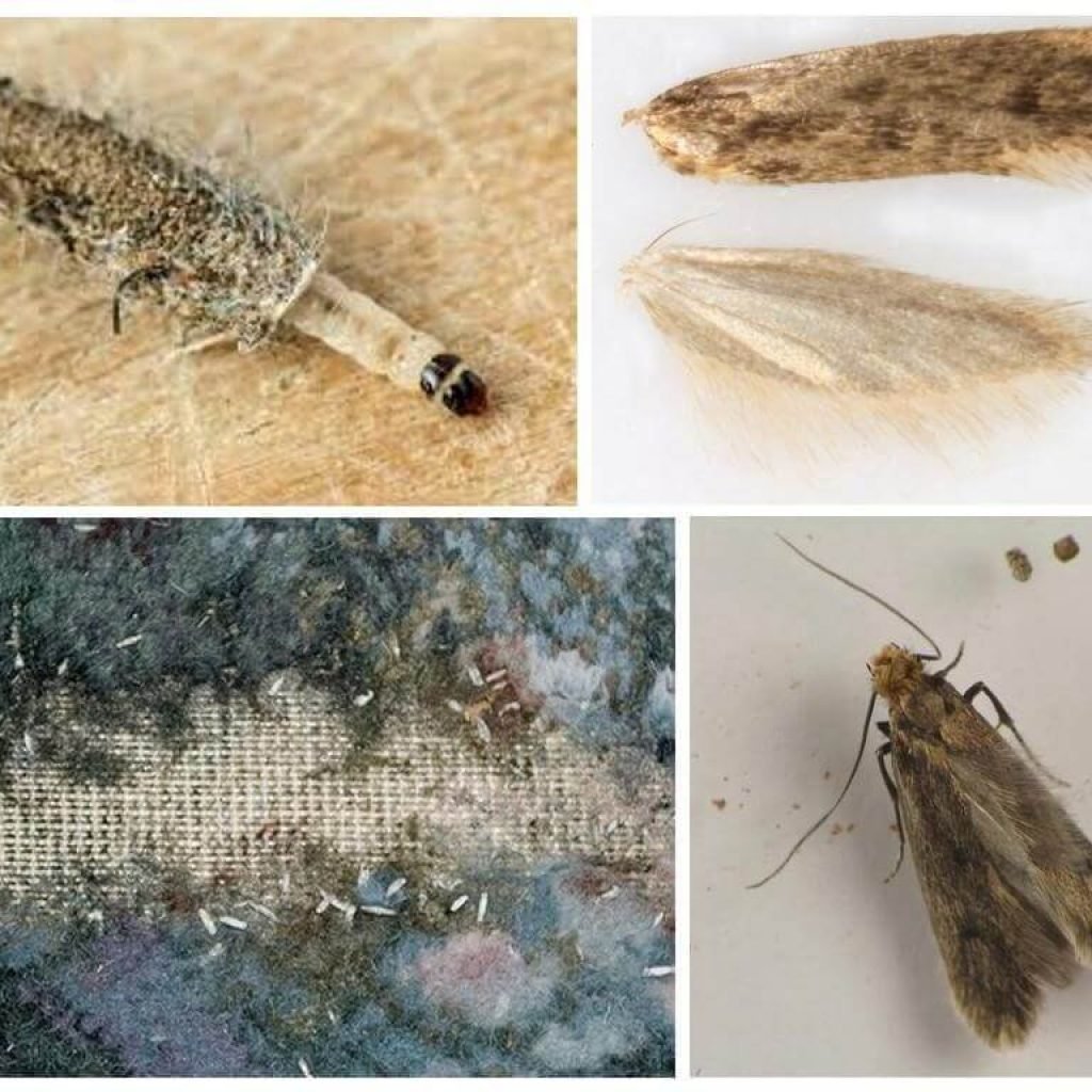 Куколка капустной мухи