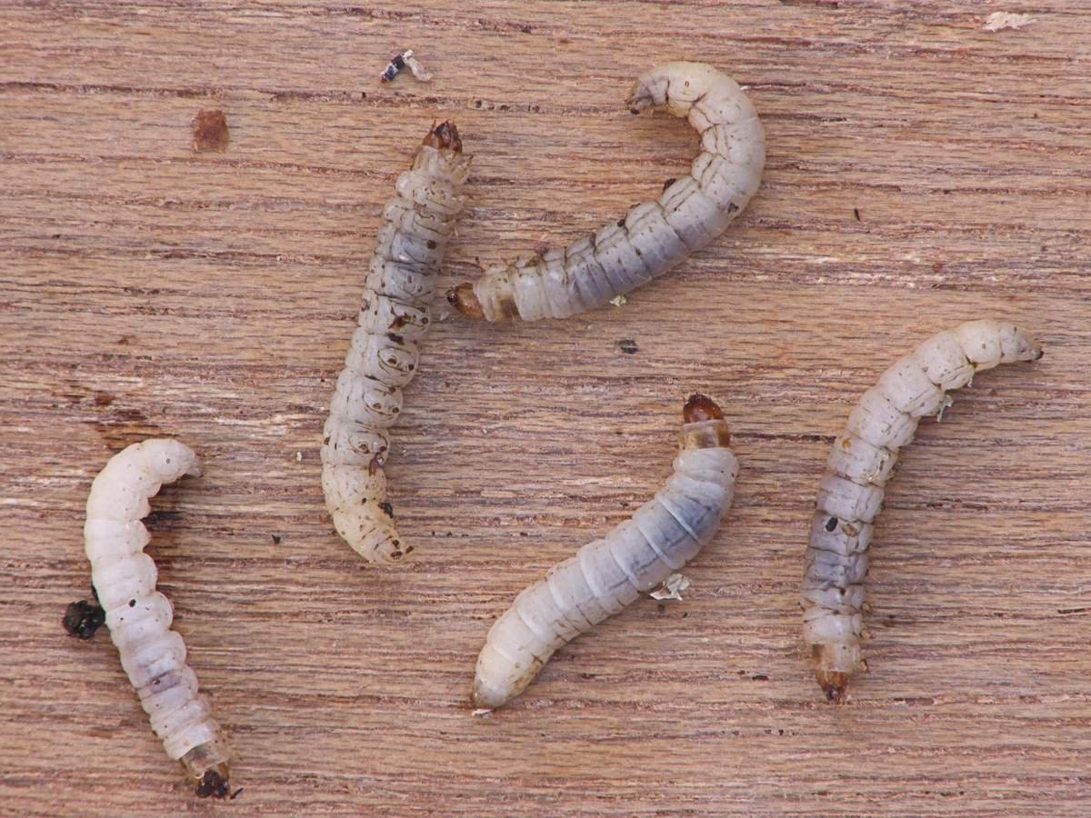 Гусеница лярва личинка белая