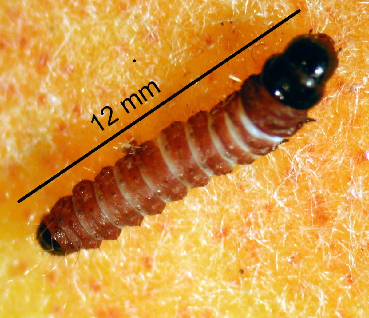 Гусеница бабочки тутового шелкопряда