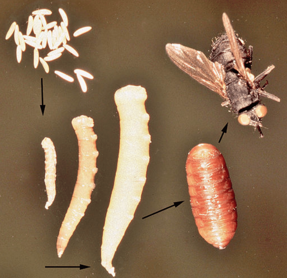 Жучки червячки