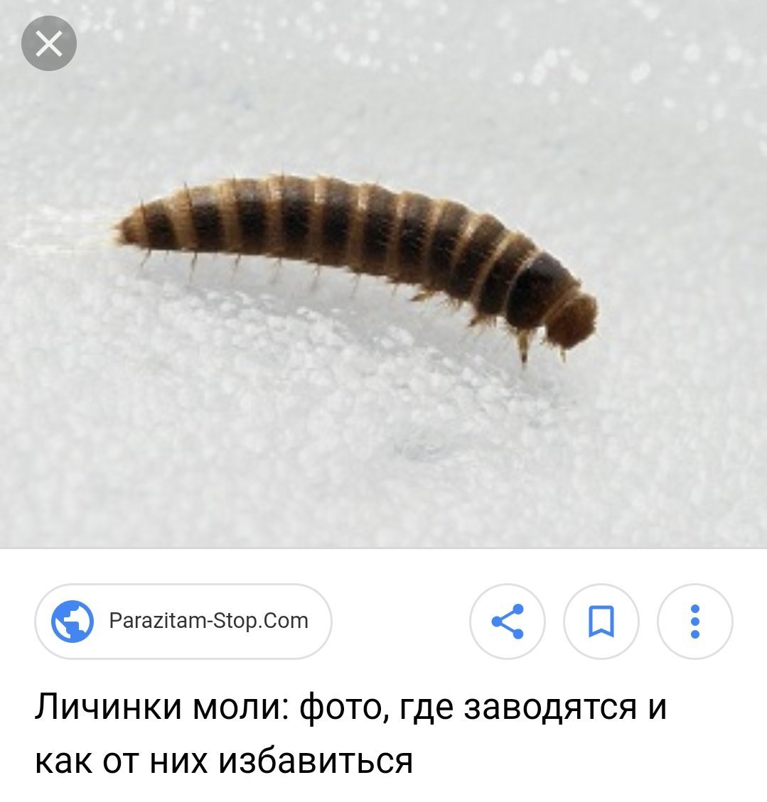 Венесуэльский пуделевый мотылек