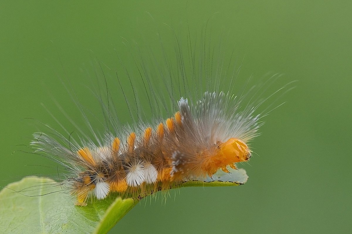 Lymantriidae гусеница
