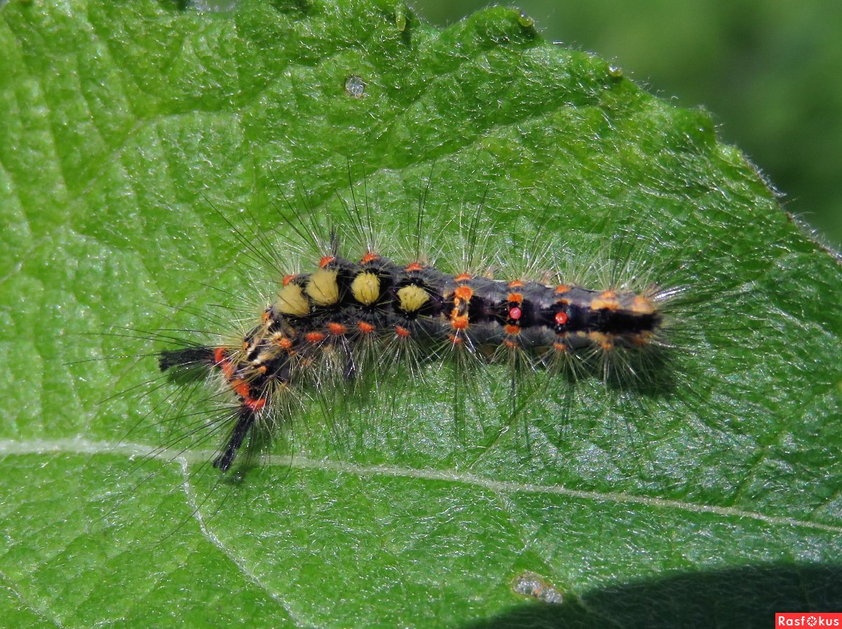 Ивовая волнянка гусеница