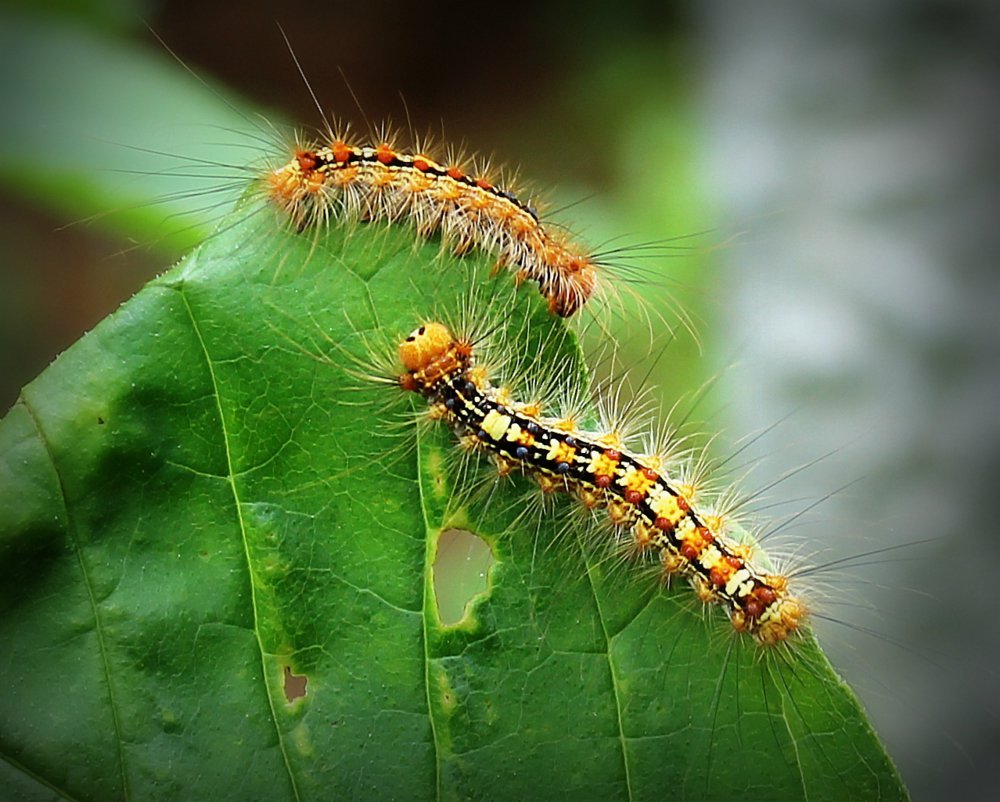 Бабочка волнянка Ивовая