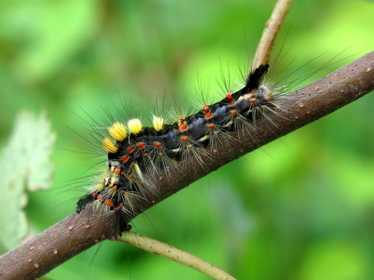 Моль шелкопряд белая