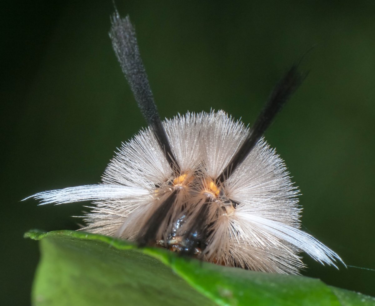 Гусеница бабочки Сатурнии