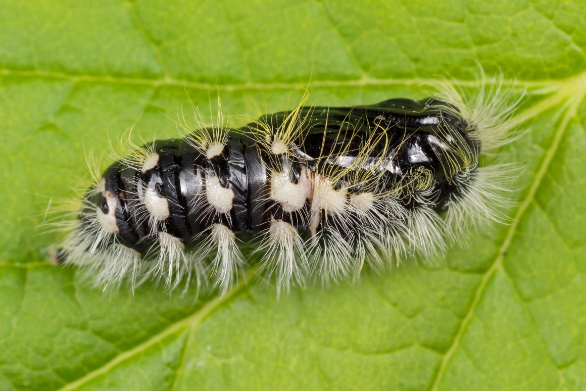 Белые лохматые гусеницы на калине