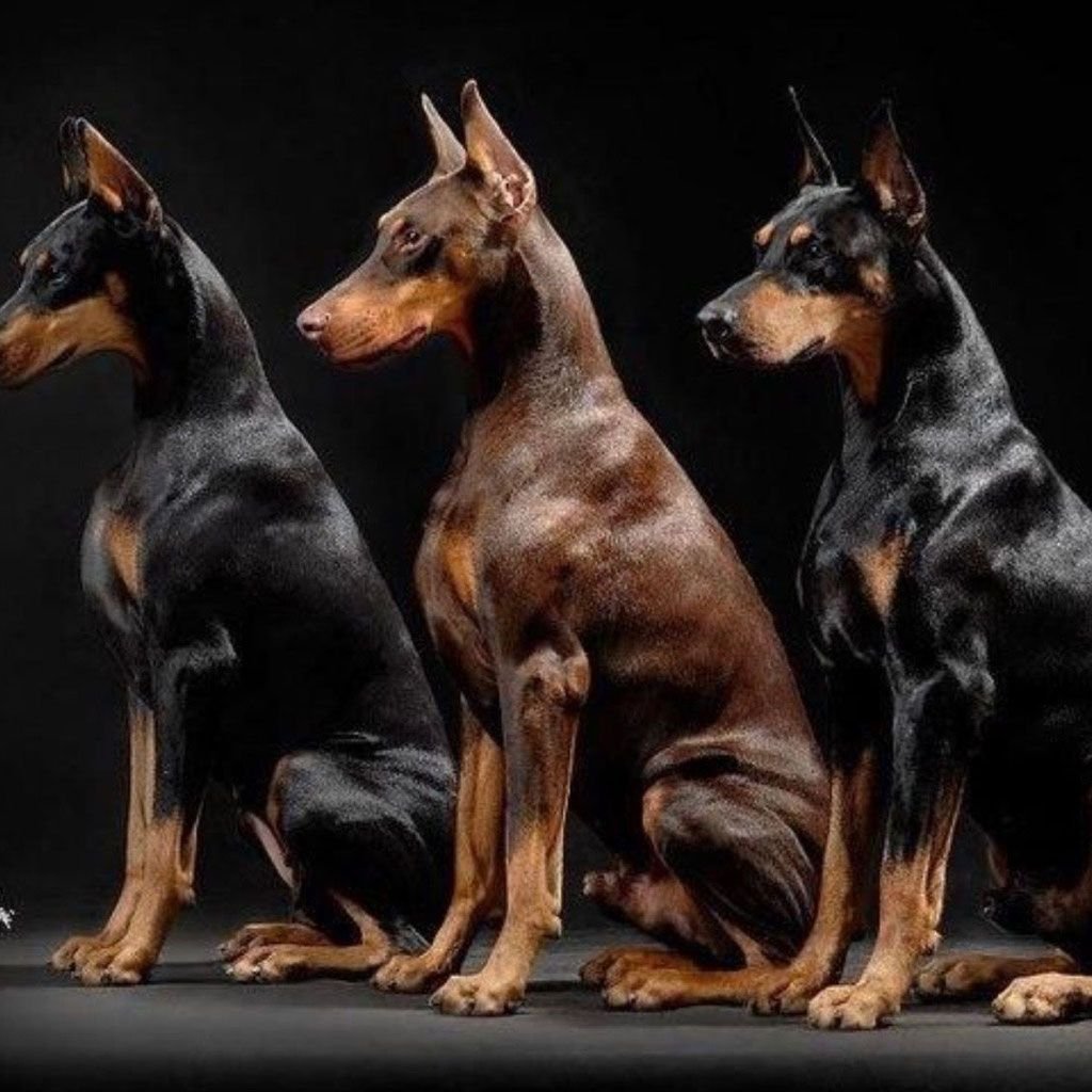 Мини Доберман-пинчер